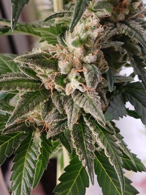 Super Sativa Seed Club Soil Version. Week 15