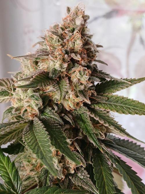 Super Sativa Seed Club Soil Version. Week 15