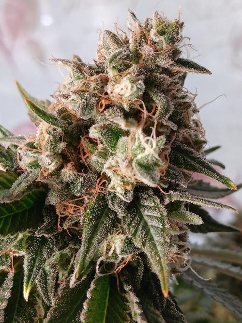 Super Sativa Seed Club Soil Version. Week 15