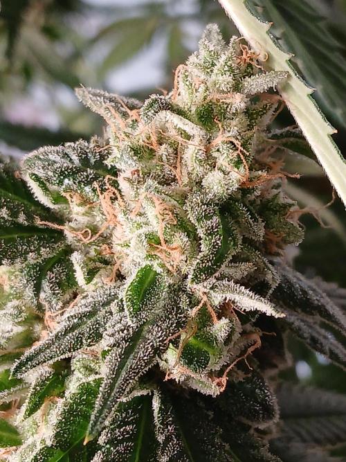 Super Sativa Seed Club Soil Version. Week 15