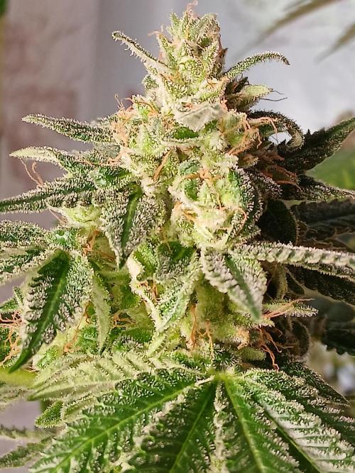 Super Sativa Seed Club Soil Version. Week 15
