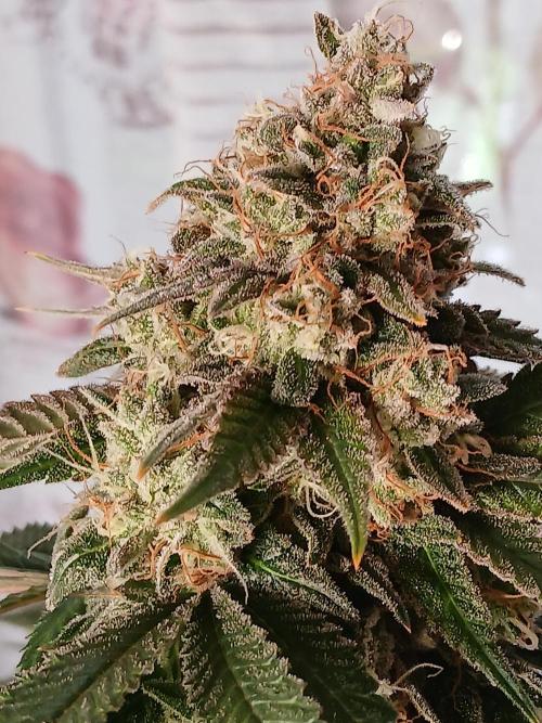 Super Sativa Seed Club Soil Version. Week 15