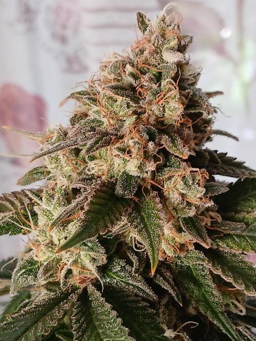 Super Sativa Seed Club Soil Version. Week 15