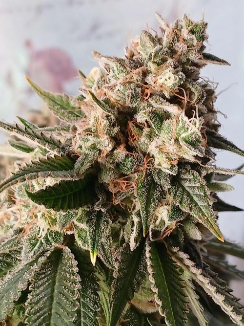 Super Sativa Seed Club Soil Version. Week 15