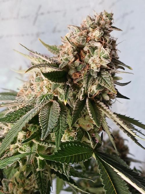 Plant stand with LED grow . Week 15
