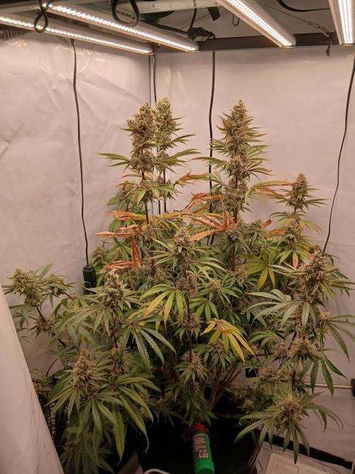 Super Sativa Seed Club DWC Version. Week 15