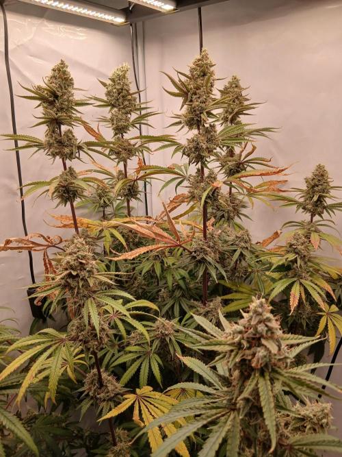 Super Sativa Seed Club DWC Version. Week 15