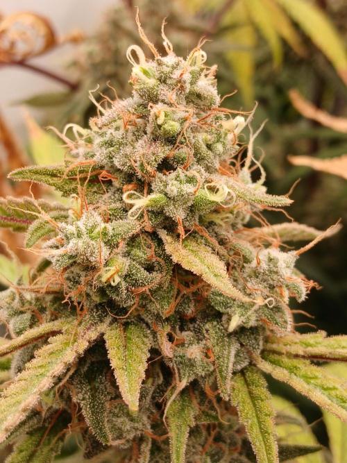 Super Sativa Seed Club DWC Version. Week 15