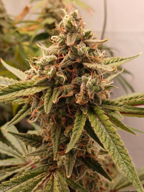 Super Sativa Seed Club DWC Version. Week 15