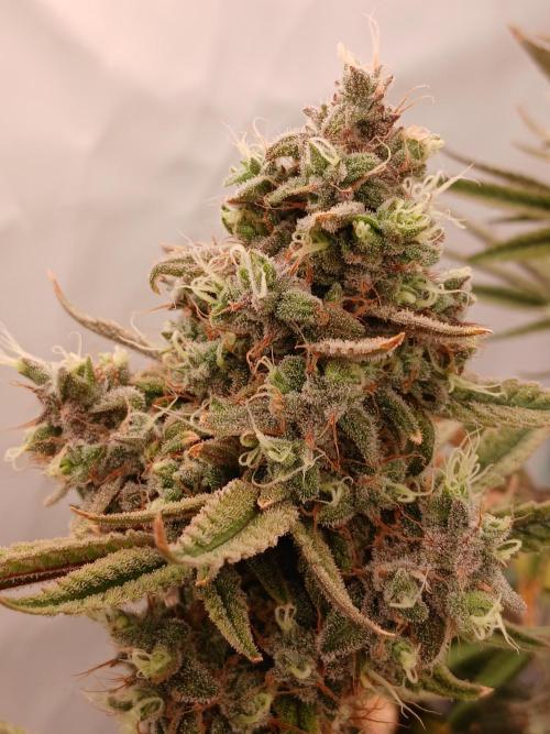 Super Sativa Seed Club DWC Version. Week 15