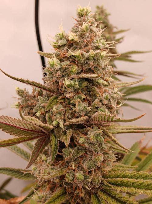 Super Sativa Seed Club DWC Version. Week 15