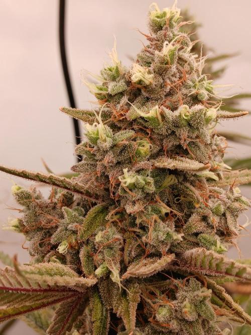 Super Sativa Seed Club DWC Version. Week 15