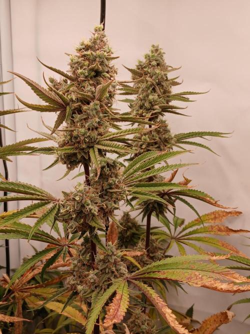 Super Sativa Seed Club DWC Version. Week 15