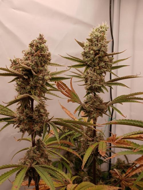 Super Sativa Seed Club DWC Version. Week 15