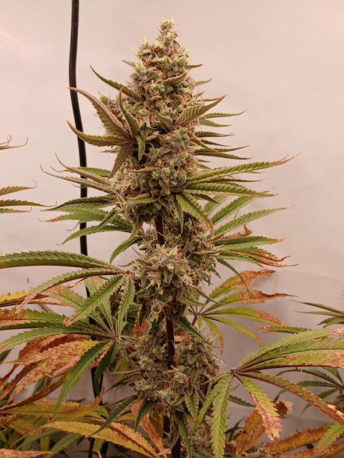 Super Sativa Seed Club DWC Version. Week 15
