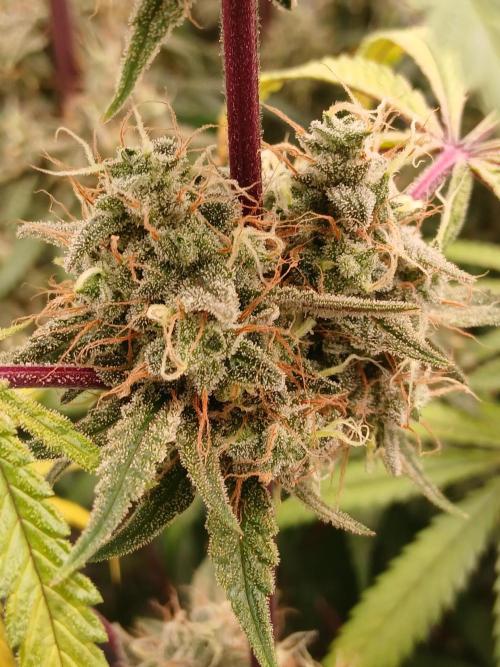 Super Sativa Seed Club DWC Version. Week 15
