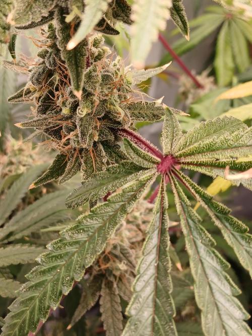 Super Sativa Seed Club DWC Version. Week 15