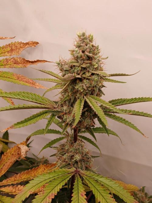 Super Sativa Seed Club DWC Version. Week 15