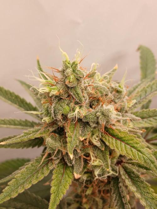 Super Sativa Seed Club DWC Version. Week 15