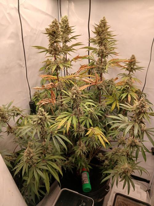 Super Sativa Seed Club DWC Version. Week 15