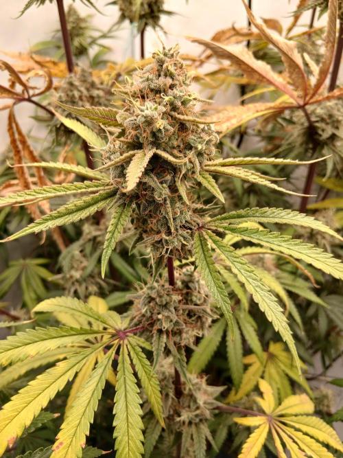 Super Sativa Seed Club DWC Version. Week 15