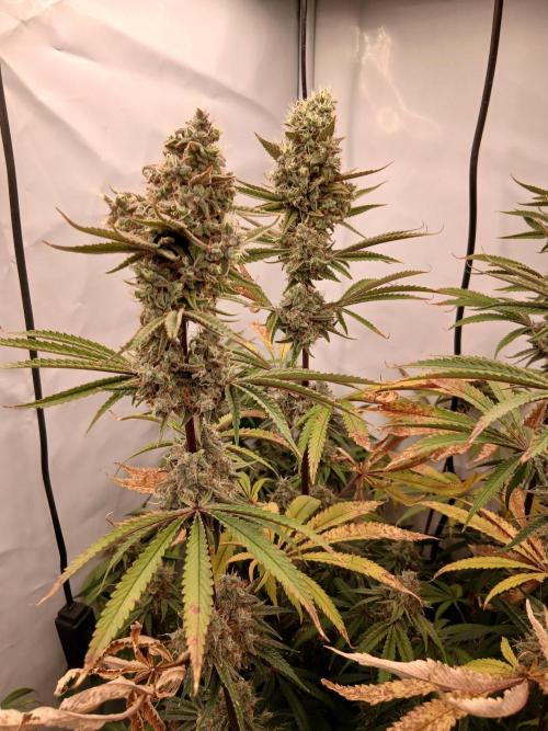 Super Sativa Seed Club DWC Version. Week 15