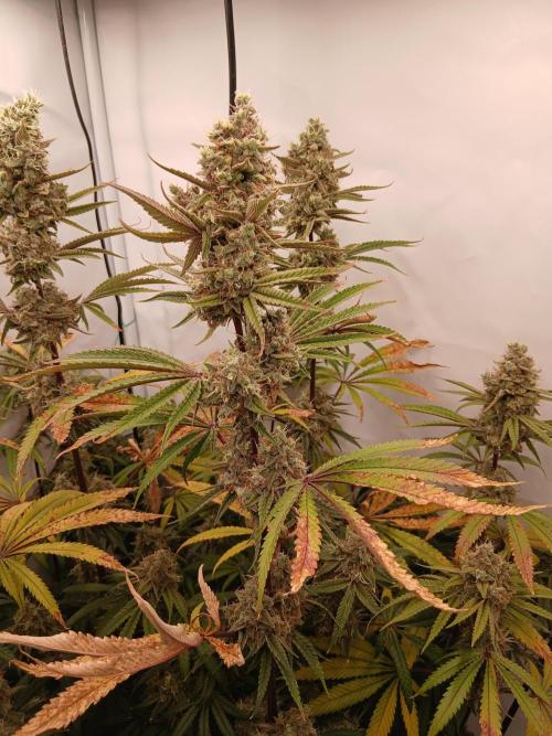 Super Sativa Seed Club DWC Version. Week 15