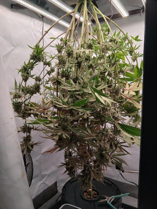 Super Sativa Seed Club DWC Version. Week 15