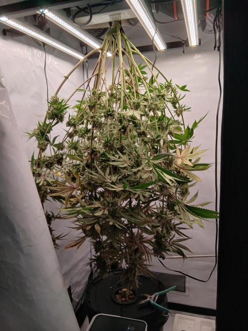 Super Sativa Seed Club DWC Version. Week 15
