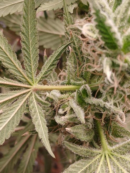 Super Sativa Seed Club DWC Version. Week 15