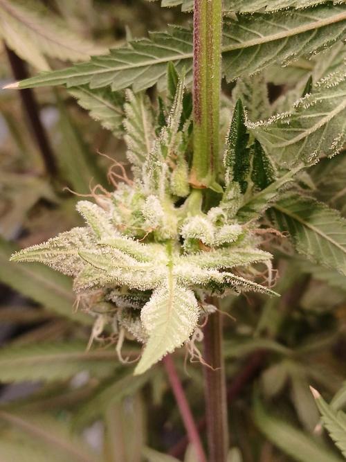 Super Sativa Seed Club DWC Version. Week 15