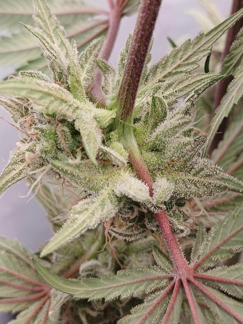 Super Sativa Seed Club DWC Version. Week 15