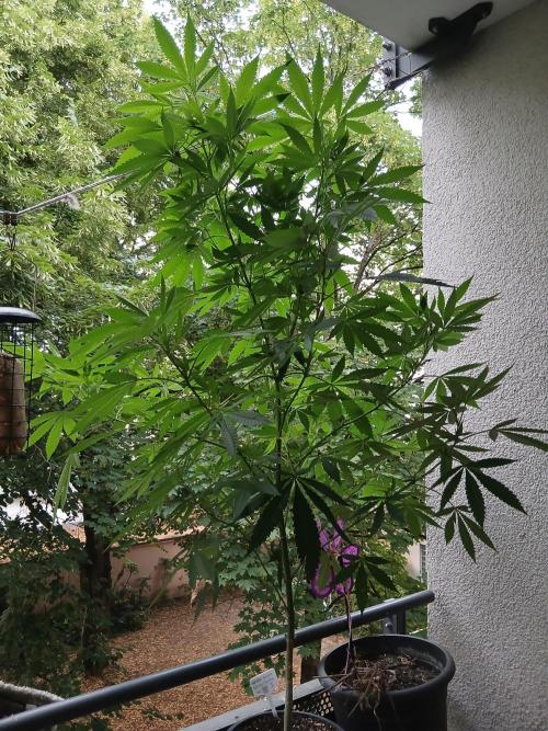 Super Sativa Seed Club Outdoor Version. Week 15
