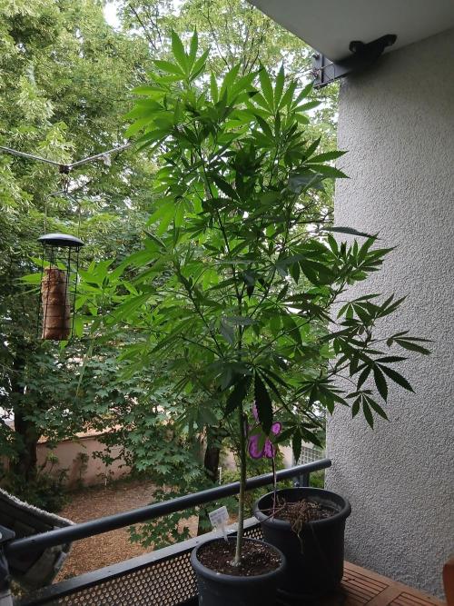 Super Sativa Seed Club Outdoor Version. Week 15