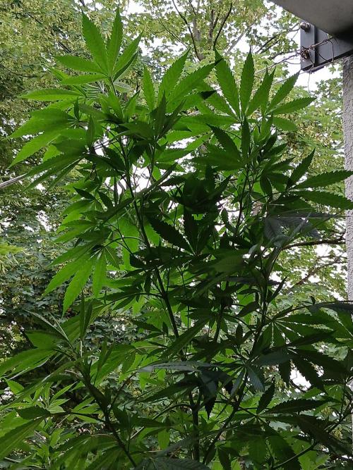 Super Sativa Seed Club Outdoor Version. Week 15