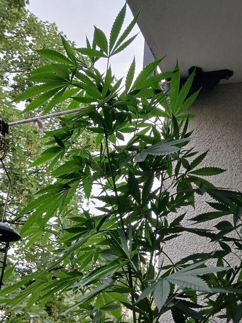 Super Sativa Seed Club Outdoor Version. Week 15