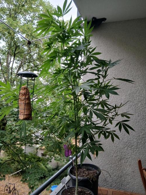 Super Sativa Seed Club Outdoor Version. Week 15