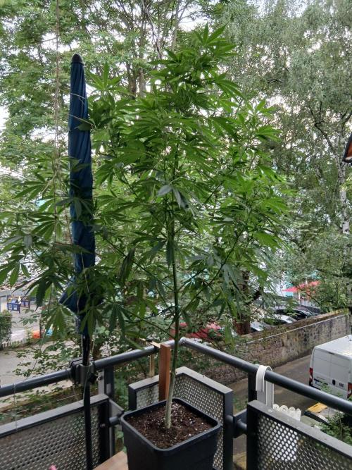 Super Sativa Seed Club Outdoor Version. Week 15