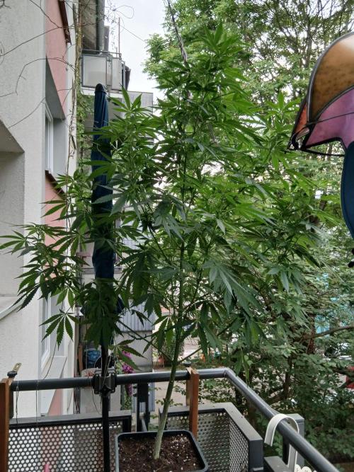 Super Sativa Seed Club Outdoor Version. Week 15