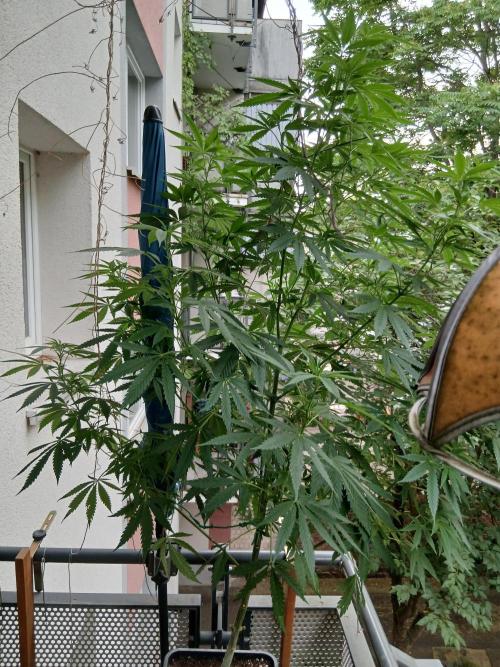Super Sativa Seed Club Outdoor Version. Week 15
