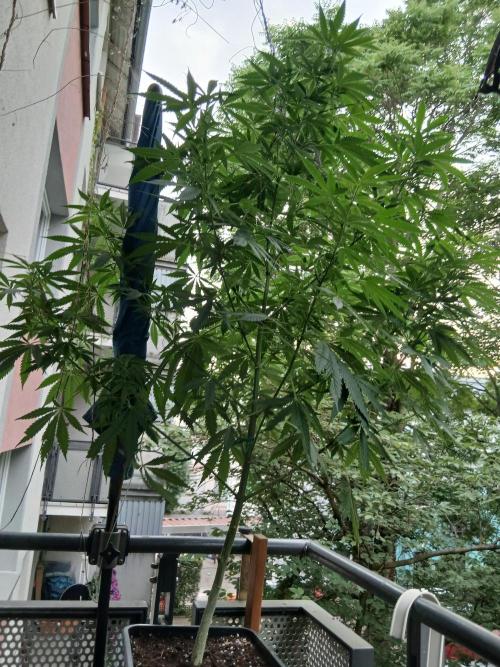The White Sweet Candy OG One . Week 15