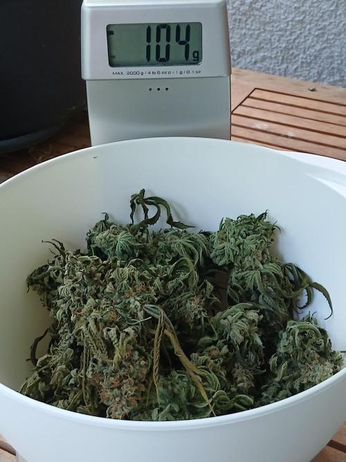 Super Sativa Seed Club Soil Version. Week 15