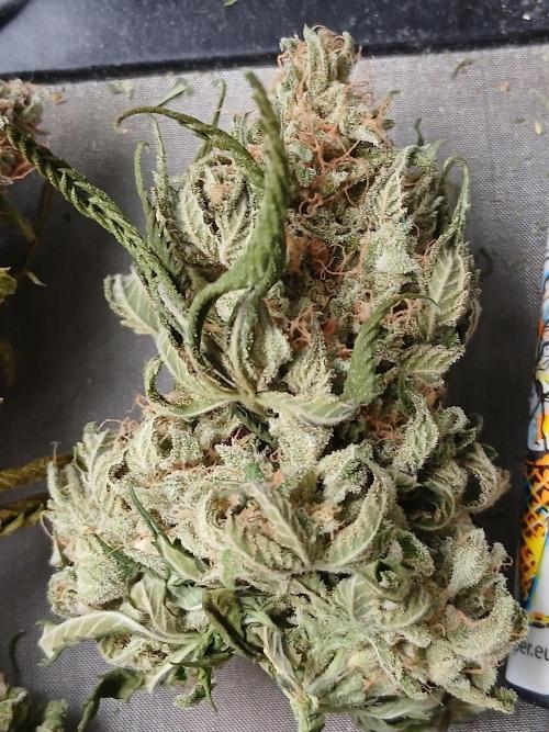 Super Sativa Seed Club Soil Version. Week 15