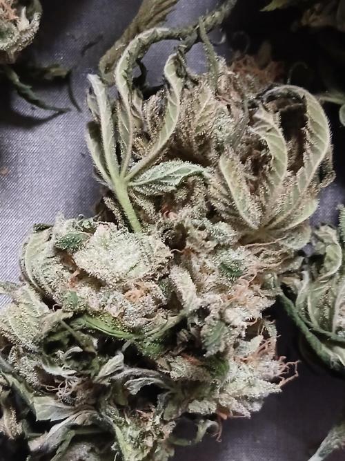 Super Sativa Seed Club Soil Version. Week 15