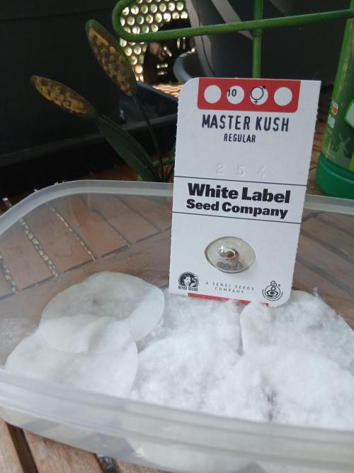Master Kush goes for Competition in DWC. Week 0