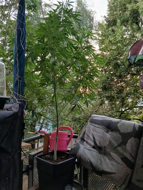 Super Sativa Seed Club Outdoor Version. Week 16