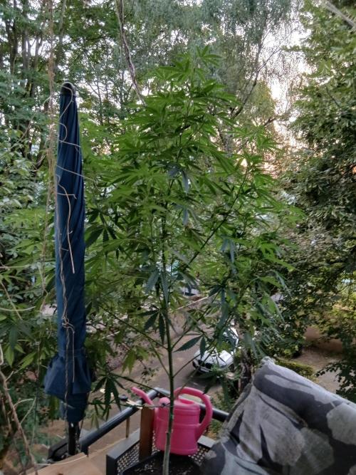 Super Sativa Seed Club Outdoor Version. Week 16