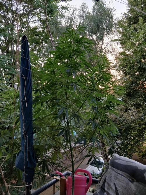Super Sativa Seed Club Outdoor Version. Week 16