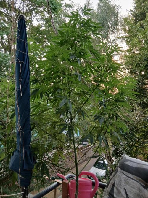 Super Sativa Seed Club Outdoor Version. Week 16