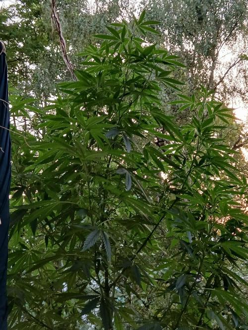 Super Sativa Seed Club Outdoor Version. Week 16